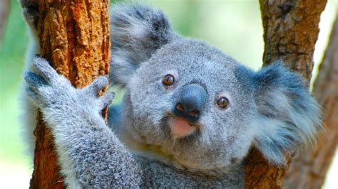 International Wild Koala Day 2024: All you need to know - India Today