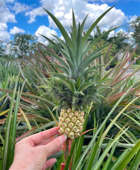 Buy Pineapple Plant - Mini Ornamental – Ross Creek Tropicals