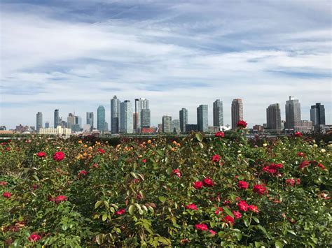 Download Rose Garden Pictures | Wallpapers.com