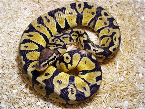 Image result for Python Regius Repas