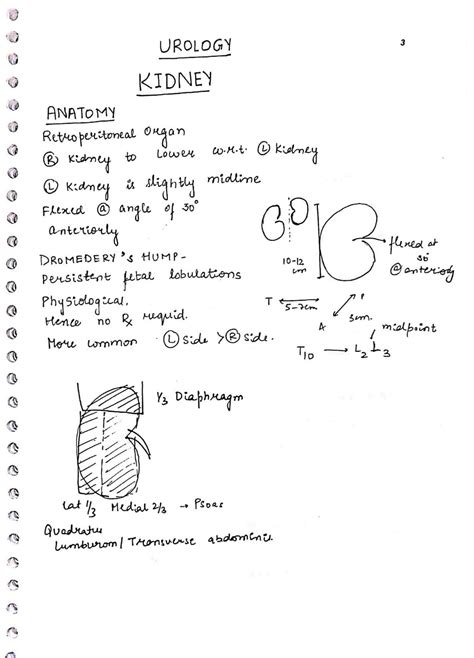 Image result for Handwritten Tutorials Kidney