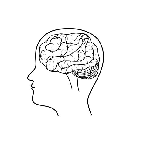 Human Brain Outline