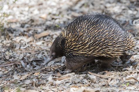 Hedgehog vs Porcupine: Key Differences in Nature's Spiny Mammals ...
