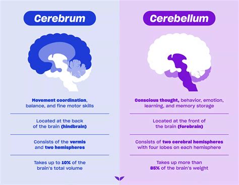 Cerebrum vs. Cerebellum Explained (+10 Brain-Boosting Tips) | Nursing school motivation, Cool ...