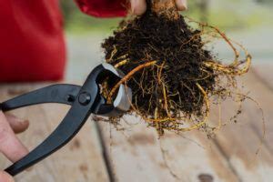 Top 15 Must-Have Bonsai Tools for Enthusiasts – Abana Homes