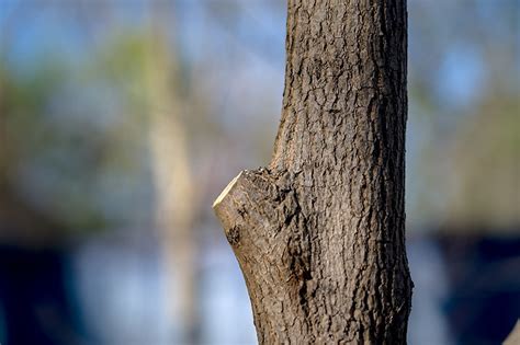 Image result for Step Cut Pruning
