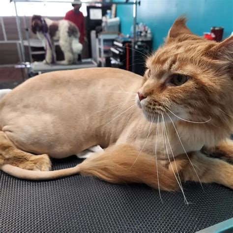 Interesting Cat Hair Cuts