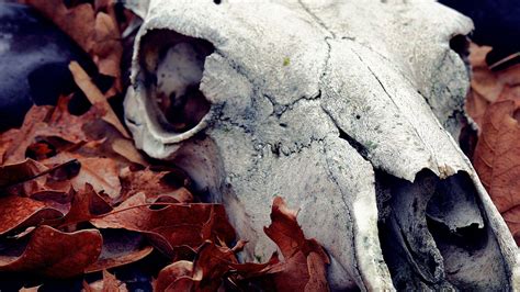 Animal Skull Wallpapers - Top Free Animal Skull Backgrounds ...