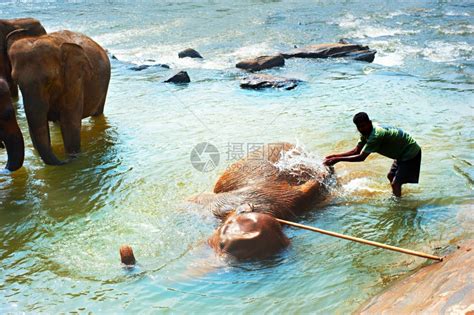 大象在河里洗澡高清图片下载-正版图片303295785-摄图网