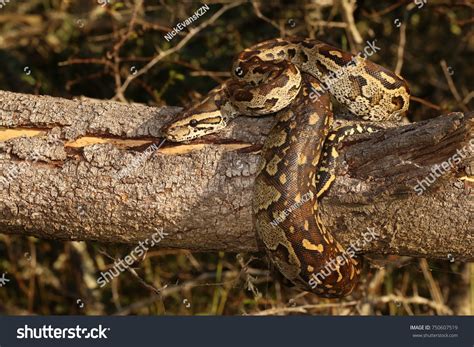 Image result for South African Python Snake