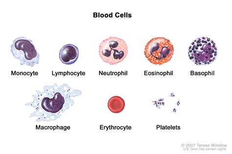 Blood Cells Drawing at GetDrawings | Free download