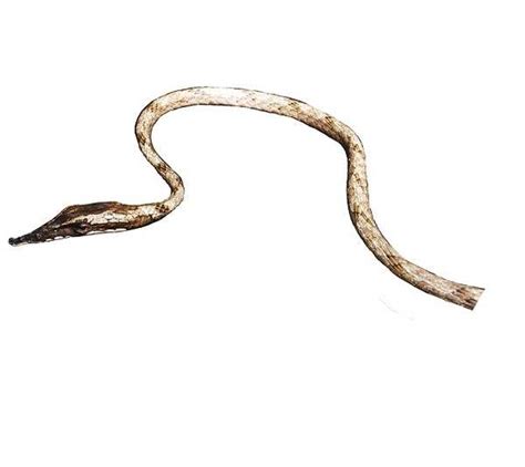 IISc researchers discover 5 new species of vine snakes - Times of India