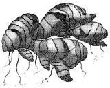 Identify the picture and mention the vegetative part that helps it to ...