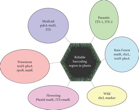 Image result for DNA Barcoding Plants