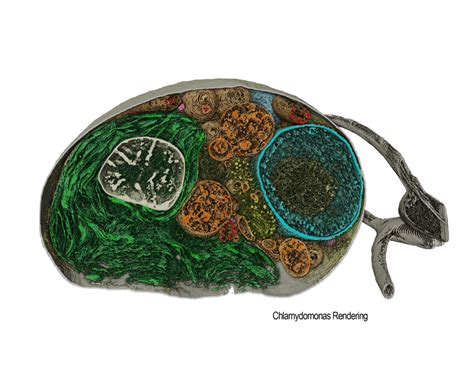 Image result for Amira Cell Segmentation Tutorial