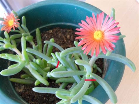 Acemhalısı (Lampranthus roseus) (Mesembryanthemum roseus) - Page 2 ...