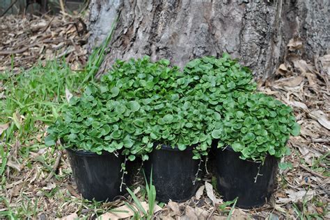 Kidney Weed (Dichondra repens) - Livable Garden Centre