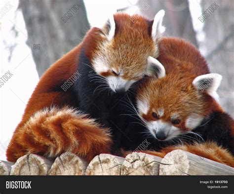 Image result for Red Panda Cuddle