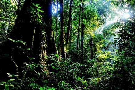 Image result for Forest O2 Vector