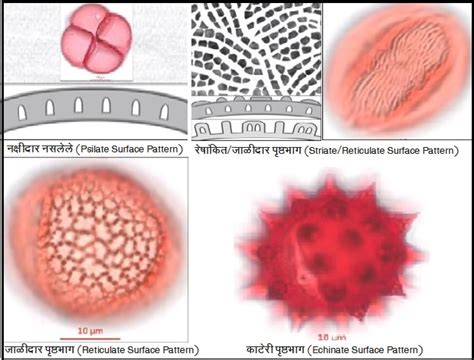 परागकणांचे आकारशास्त्र (Pollen Morphology) – मराठी विश्वकोश