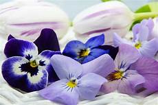 come coltivare fiori come coltivare i fiori eduli con coltivazione fuori suolo come coltivare fiori come coltivare i fiori eduli con coltivazione fuori suolo