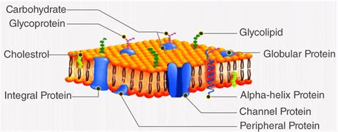 NCERT Summary Cell The Unit of Life - Science and Technology for UPSC CSE