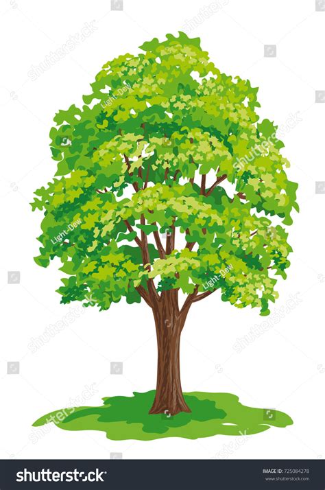 Image result for Maple Tree Line Drawing