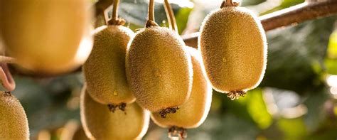 Where to Buy Zespri Kiwifruits in India