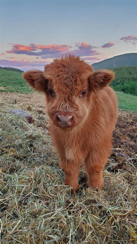Baby highland cow in the mountains of Colorado : aww