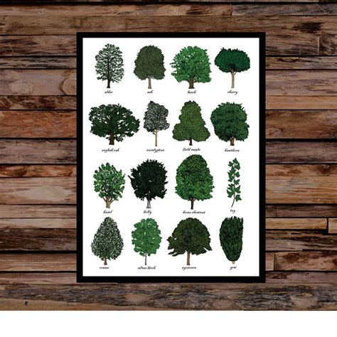 Image result for Tree Identification Chart