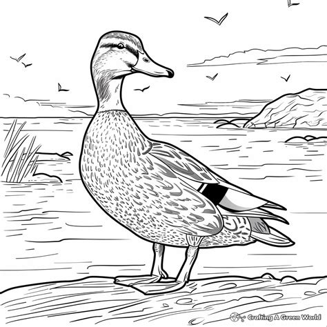 Mallard Duck Coloring