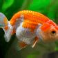 Ranchu Gold FIsh | FRESHWATERAQUATICA