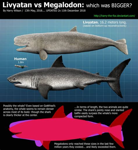 Livyatan Melvillei vs Megalodon by Harry-the-Fox | Megalodon, Extinct ...