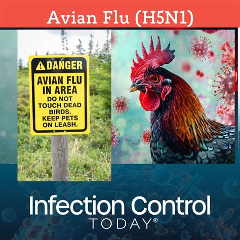 Second Strain of Bird Flu Found in US Dairy Cows: What It Means for ...