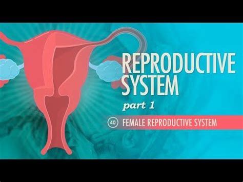 Image result for Crash Course Reproductive System