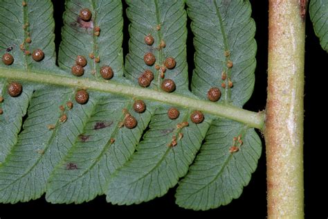 Cyathea fulva (M.Martens & Galeotti) Fée | Plants of the World Online ...