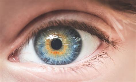 Image result for Human Eye Vision