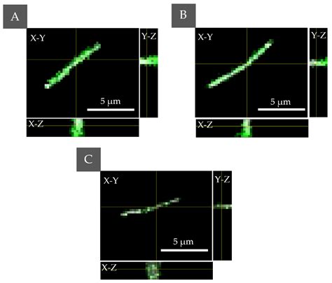 The Enhancement of Antimicrobial Photodynamic Therapy of Escherichia ...