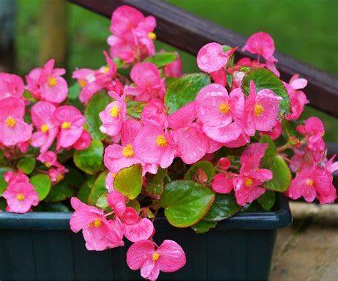 How to grow begonias in pots: 5 expert tips | Homes and Gardens