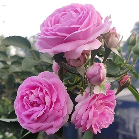 Green Paradise Desi Pink Fragrant Rose Plant Gulkand Rose Plant ...