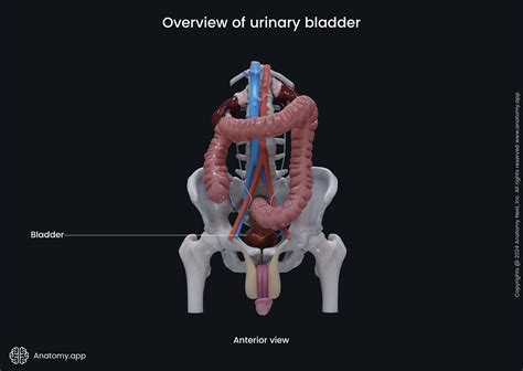 Urinary system | Anatomy.app