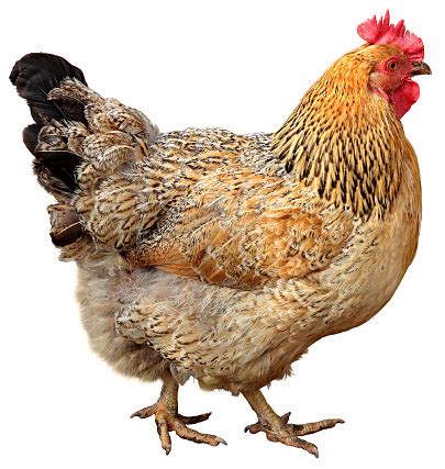 Image result for Hen Design Algorithm
