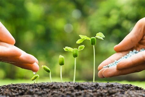 Image result for Vegetative Reproduction Daily Examples