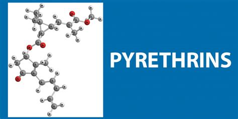 Image result for Pyrethrin Uses