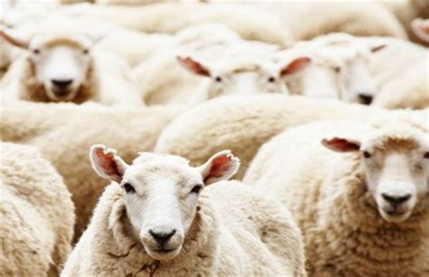 绵羊的养殖成本、利润和市场前景分析_养羊_371种养致富网