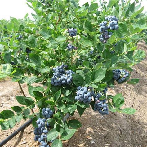 多图|泸县小蓝莓做成大产业_四川在线