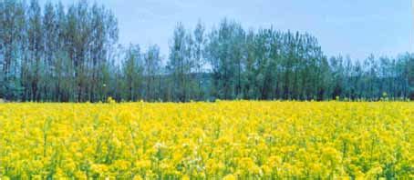 Pulwama Pilgrimage Packages, Pulwama Pilgrimage Tour, Pulwama ...