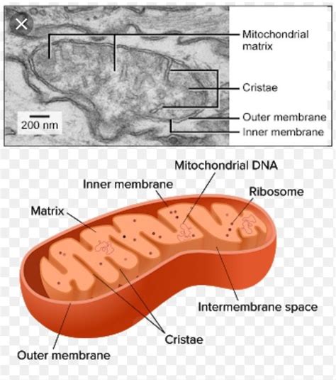 Structure of mitochondrion n label crista n matrix - Brainly.in