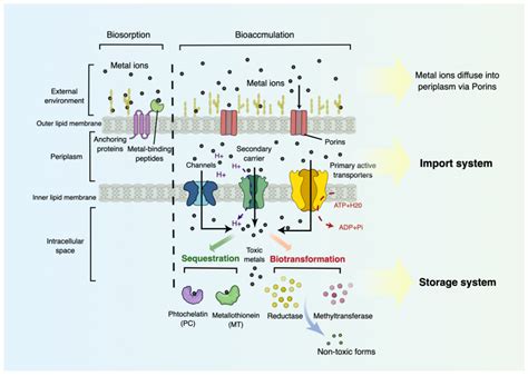 Engineered Bacteria in the Detoxification of Heavy Metals ...