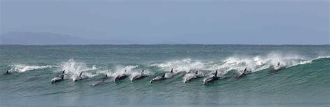 What Is a Group of Dolphins Called? - A-Z Animals
